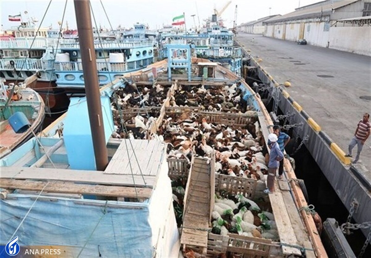 ۷ فروند قایق حامل دام قاچاق در آب‌های خلیج فارس توقیف شد