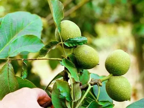 درخت گردو خوشه ای چند ساله بار میدهد