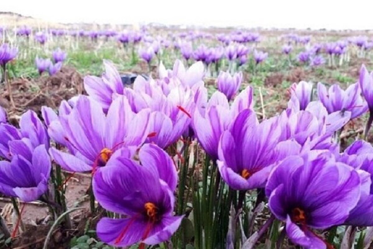 افزایش ۱۰ درصدی سطح زیرکشت زعفران در استان یزد