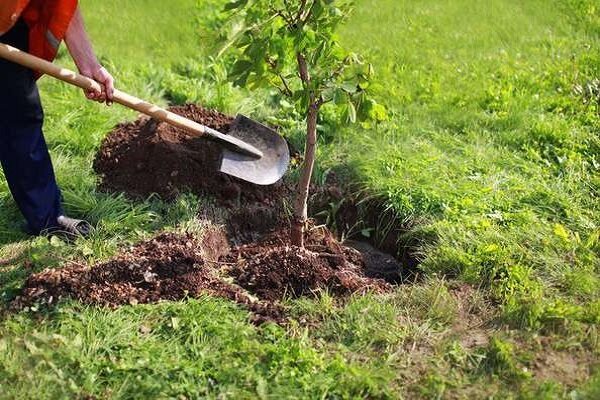 توسعه منابع زیستی و غذایی در گرو حفظ منابع طبیعی است